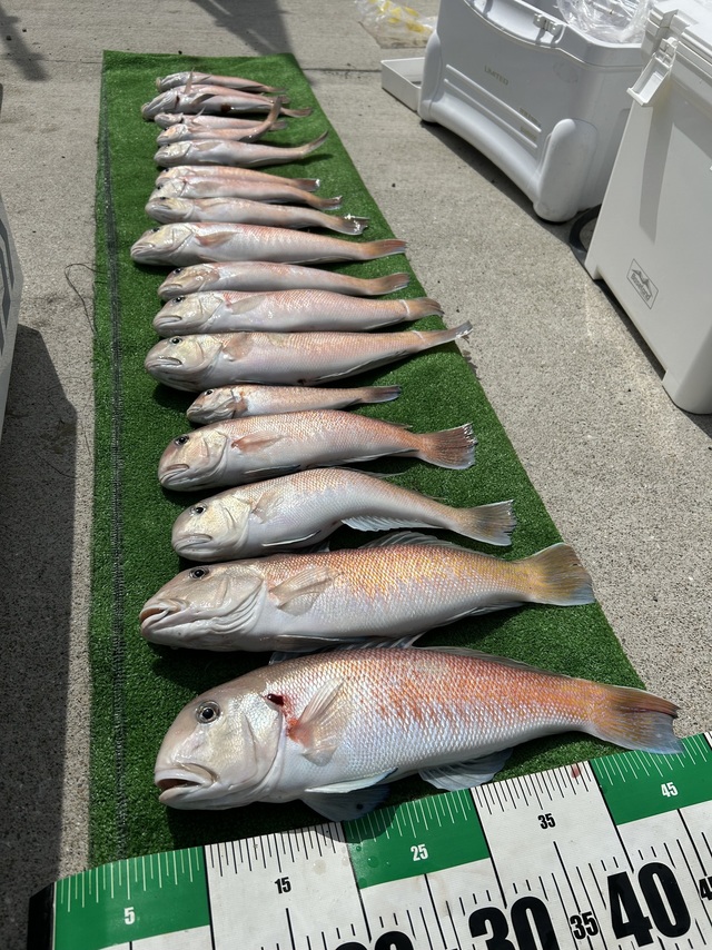 シロアマダイ
