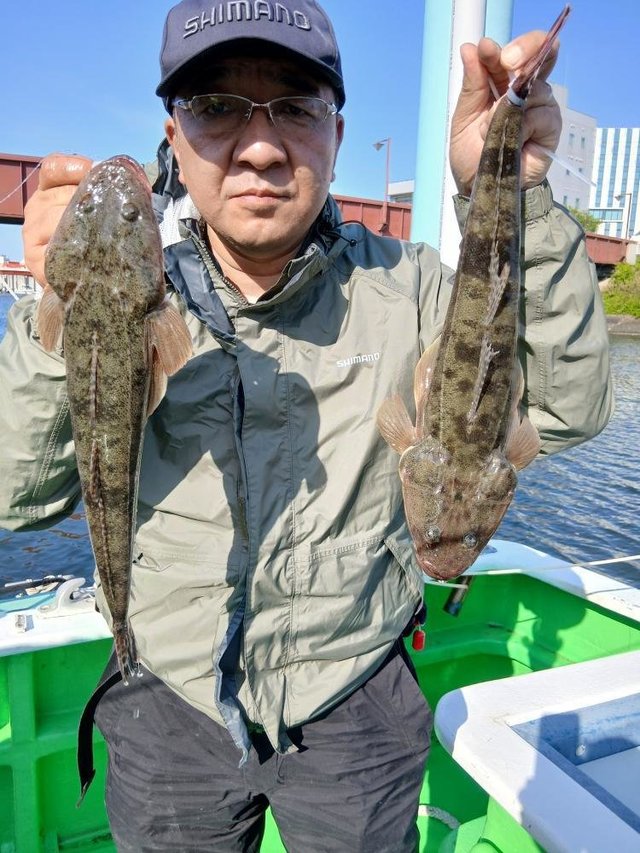 マゴチ