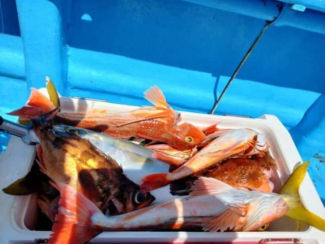 イナダ(ブリ)・カサゴ・ホウボウ・ハタ(マハタ)