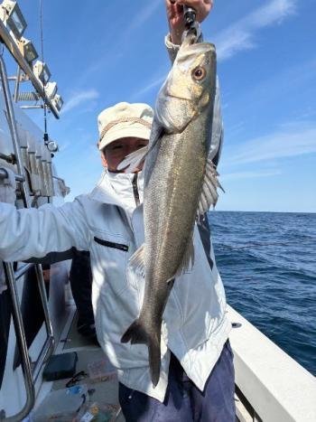 シーバス(スズキ)