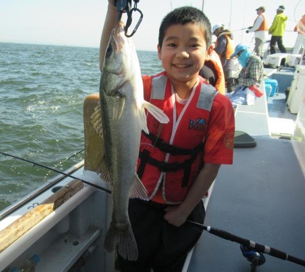 シーバス(スズキ)