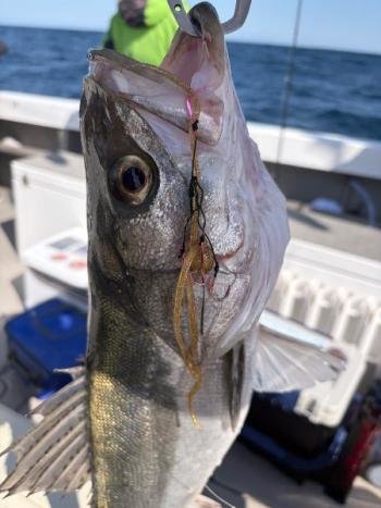 シーバス(スズキ)