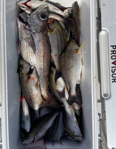 イサキ・クロムツ