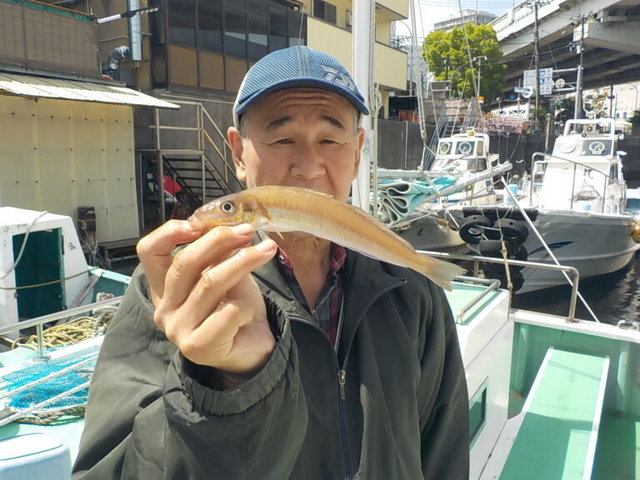 シロギス