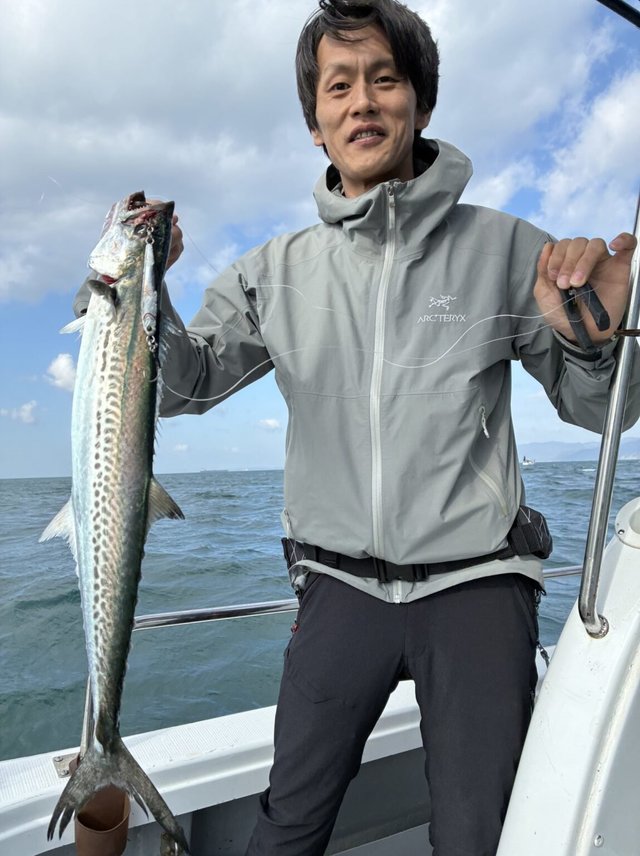 サゴシ(サワラ)