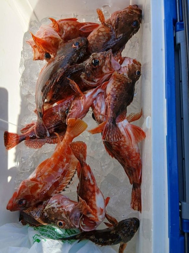 アカハタ・カサゴ