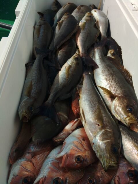 マダイ・イサキ