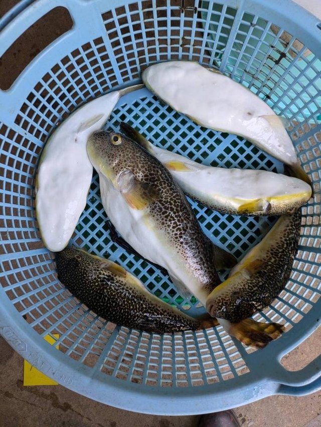 ショウサイフグ