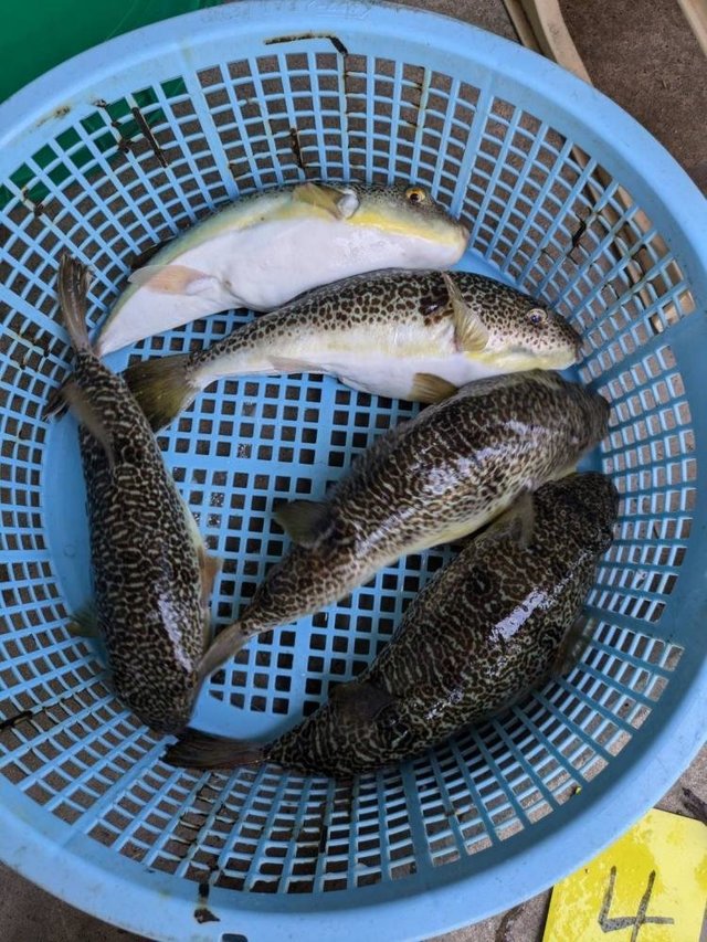 ショウサイフグ