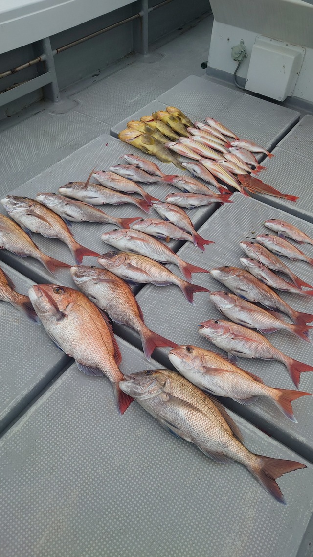 マダイ・アオナ(アオハタ)