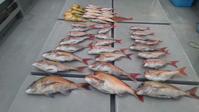 マダイ・アオナ(アオハタ)