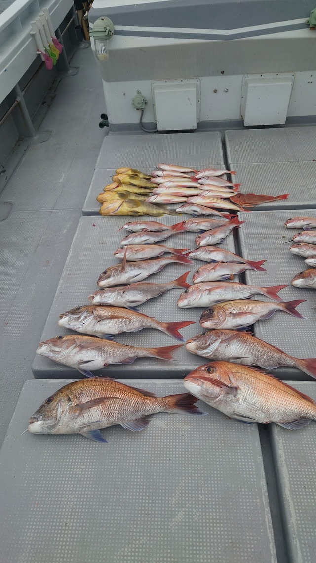 マダイ・アオナ(アオハタ)