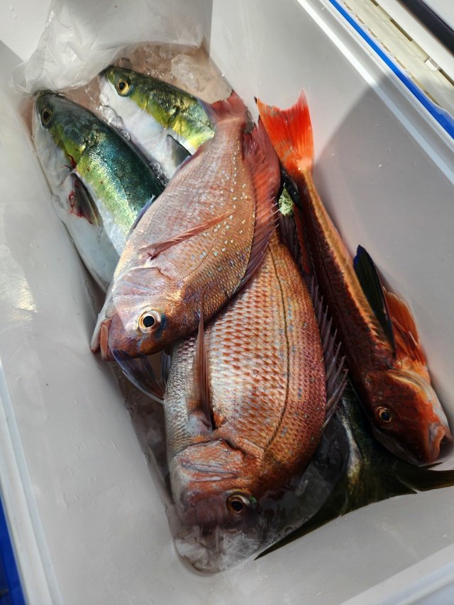 マダイ・イナダ(ブリ)・ホウボウ