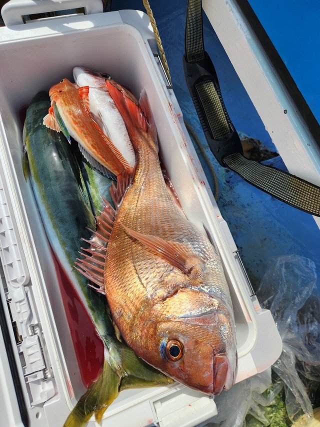 マダイ・イナダ(ブリ)・ホウボウ