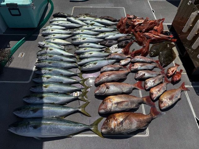 マダイ・マハタ・ハマチ(ブリ)・ホウボウ・ヒラメ