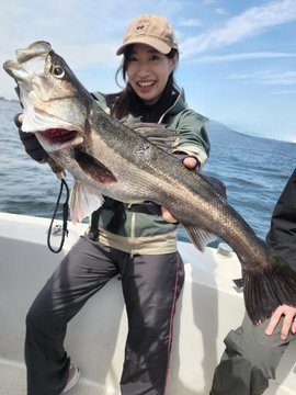 シーバス(スズキ)