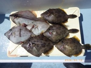 カワハギ