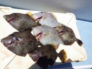 カワハギ