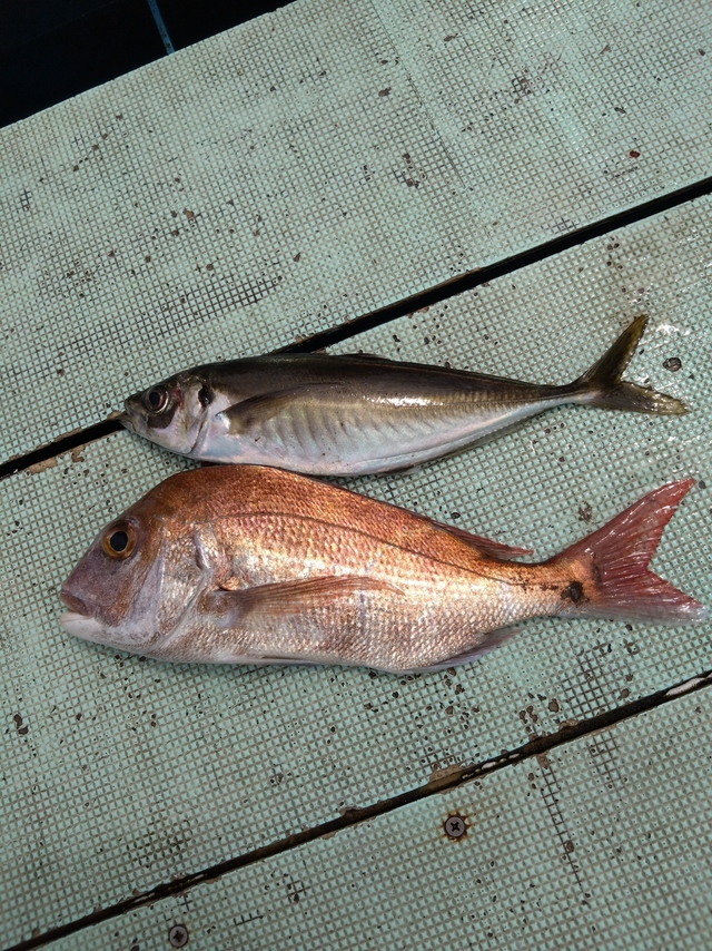 タイ(マダイ)・アジ(マアジ)