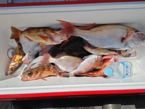 マダイ・メバル(ウスメバル)