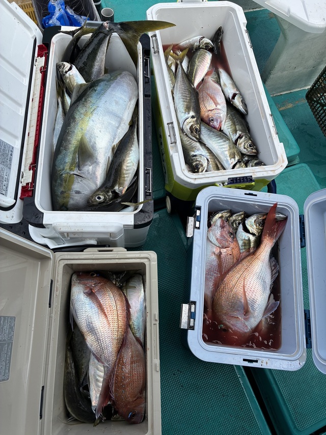 マダイ・マアジ・ブリ