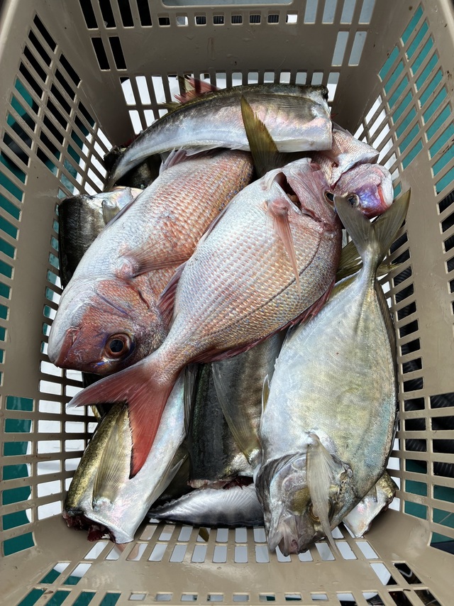 マダイ・マアジ