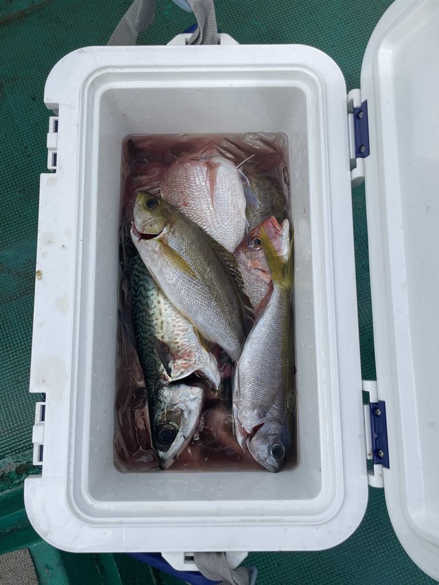 チャリコ(マダイ)・イサギ(イサキ)・サバ(ゴマサバ)