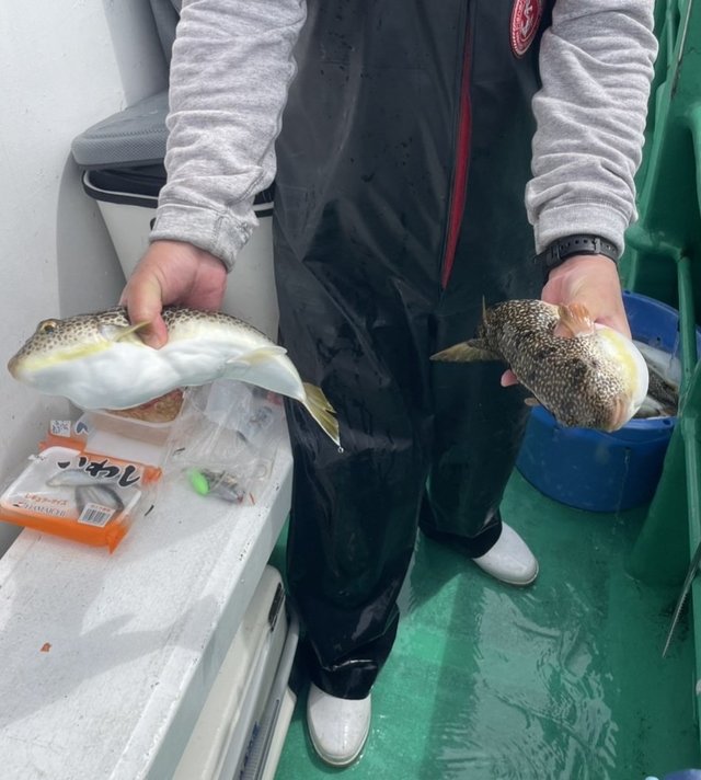 ショウサイフグ