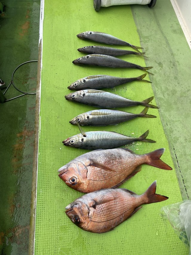 マダイ・アジ(マアジ)