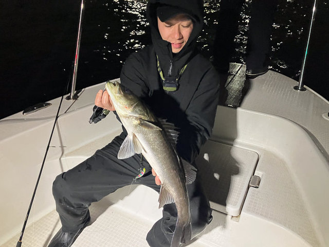 シーバス(スズキ)