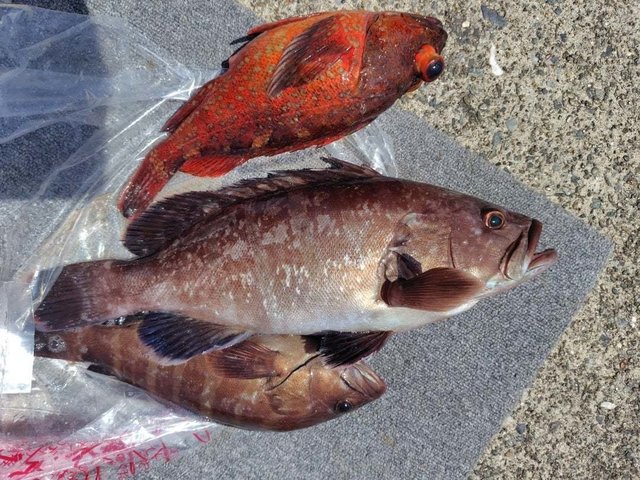 マハタ・カサゴ