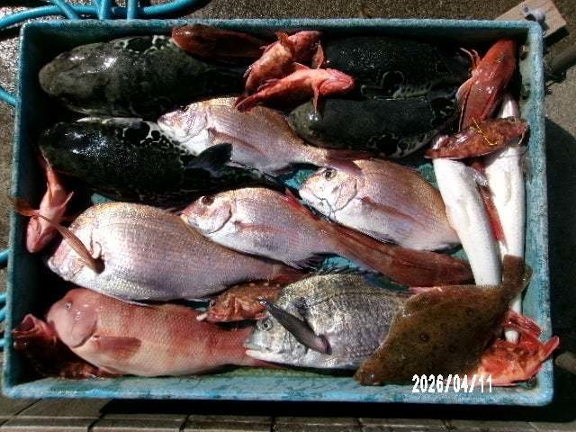 タイ(マダイ)・クロダイ・カサゴ・ホウボウ・ムシガレイ・トラフグ・エソ(マエソ)