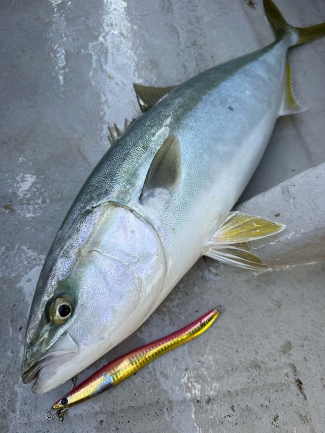 サンパク(ブリ)