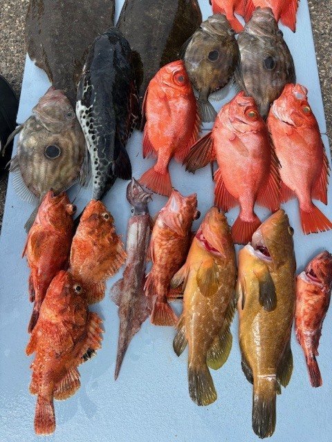 キジハタ・キントキ(チカメキントキ)・オニカサゴ・カサゴ・カンコ(ウッカリカサゴ)・ヒラメ・トラフグ・マトウダイ・ヤリイカ