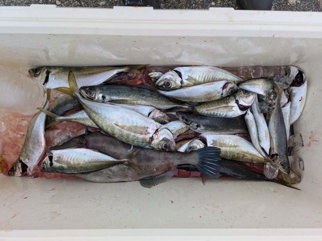 マアジ・ウマズラハギ(ウマヅラハギ)