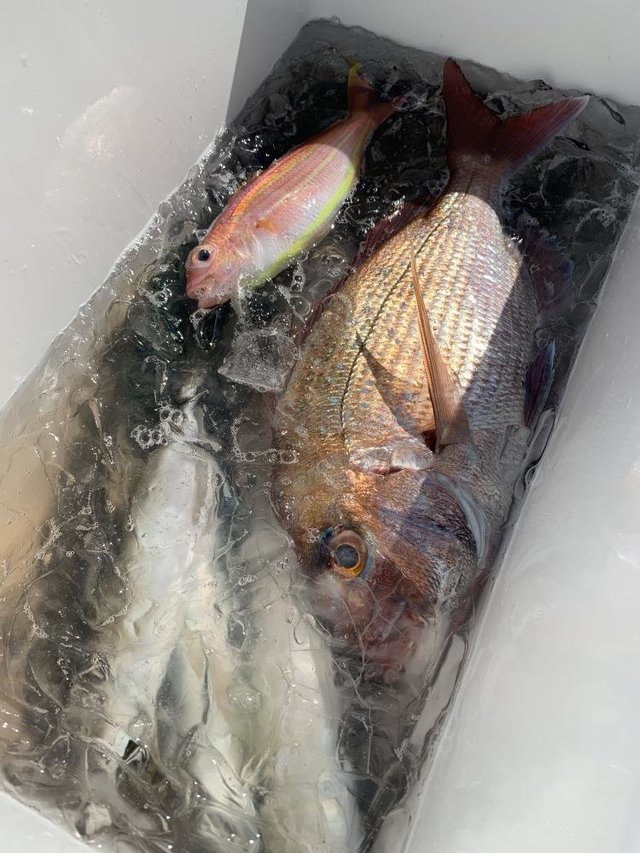 マダイ・アジ(マアジ)・イトヨリ(イトヨリダイ)