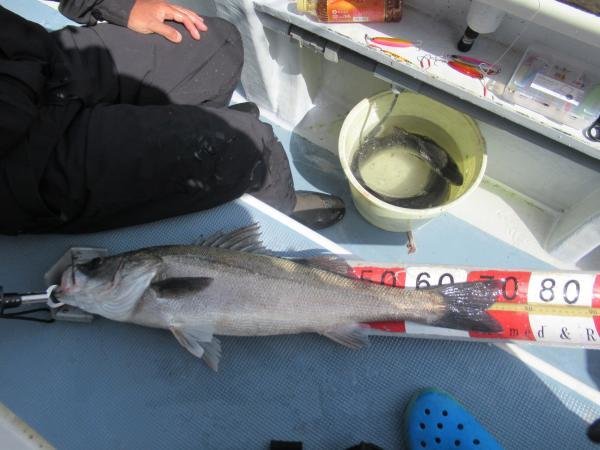 シーバス(スズキ)