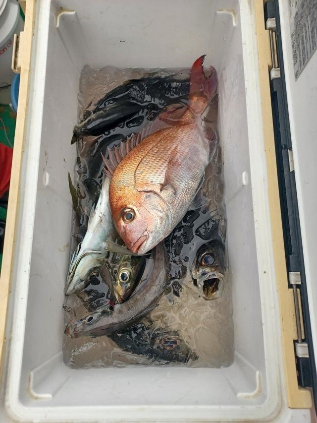 マダイ・アジ(マアジ)・サバ(ゴマサバ)