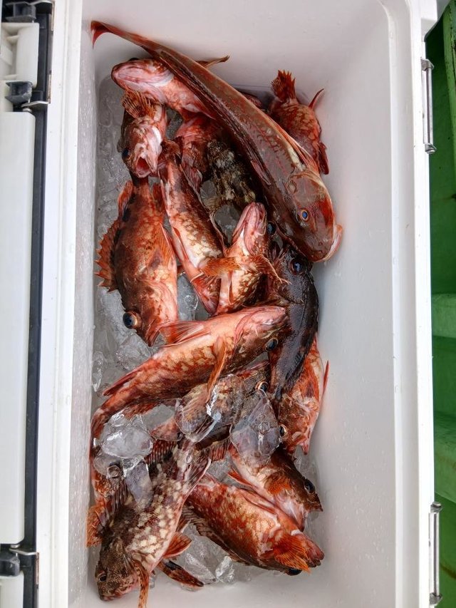 アカハタ・カサゴ・ホウボウ