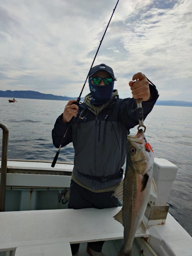 シーバス(スズキ)