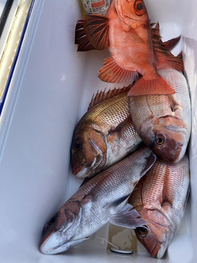 マダイ・チカメキントキ