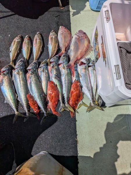 タイ(マダイ)・アジ(マアジ)・ガシラ(カサゴ)・サバ(ゴマサバ)