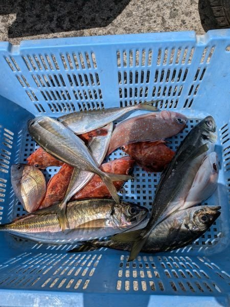 チャリコ(マダイ)・アジ(マアジ)・ガシラ(カサゴ)