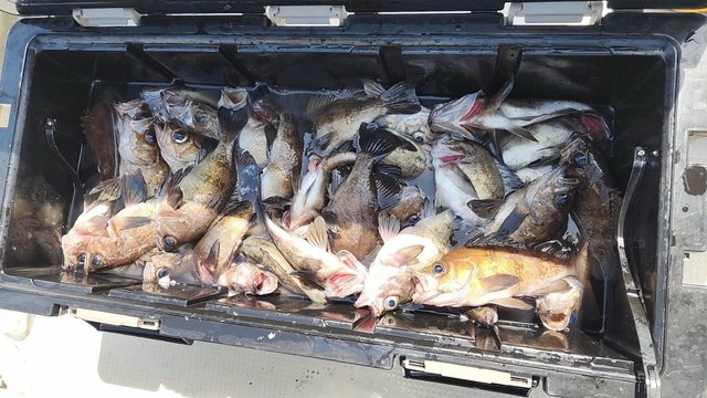 クロメバル(メバル)