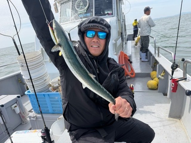 サゴシ(サワラ)