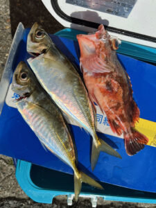 アジ(マアジ)・カサゴ