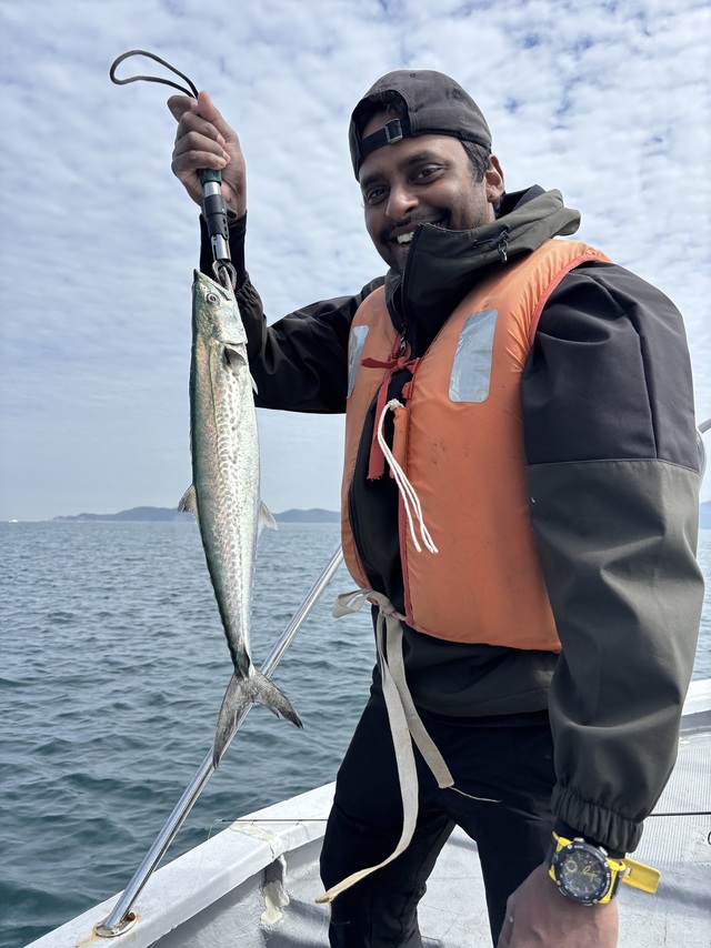 サゴシ(サワラ)