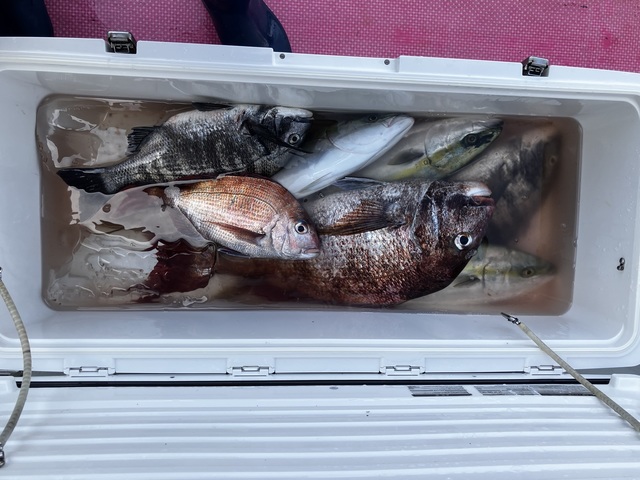 マダイ・クロダイ・イナダ(ブリ)