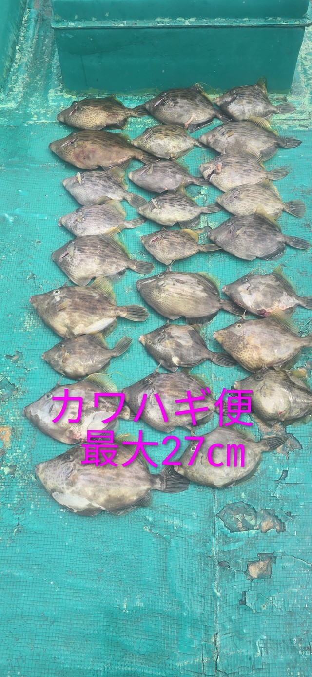 カワハギ
