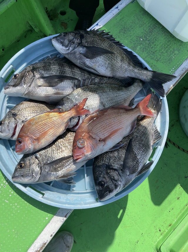 マダイ・クロダイ